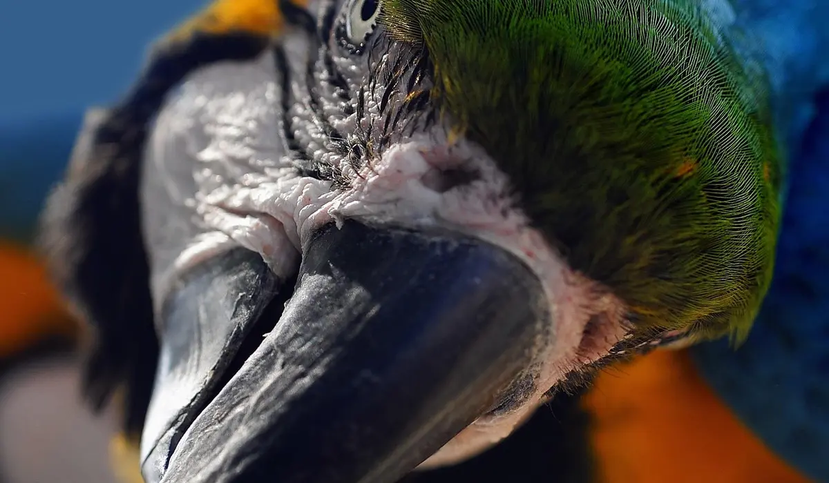 Close-up of a parrot's face with bright green feathers and a large curved beak, against a colorful, out-of-focus background.