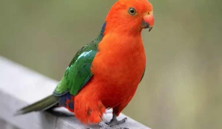 Bright red parrot with green wings perched on a wooden railing
