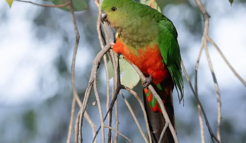 What Are the Signs of Heat Stress or Hypothermia in Parrots?
