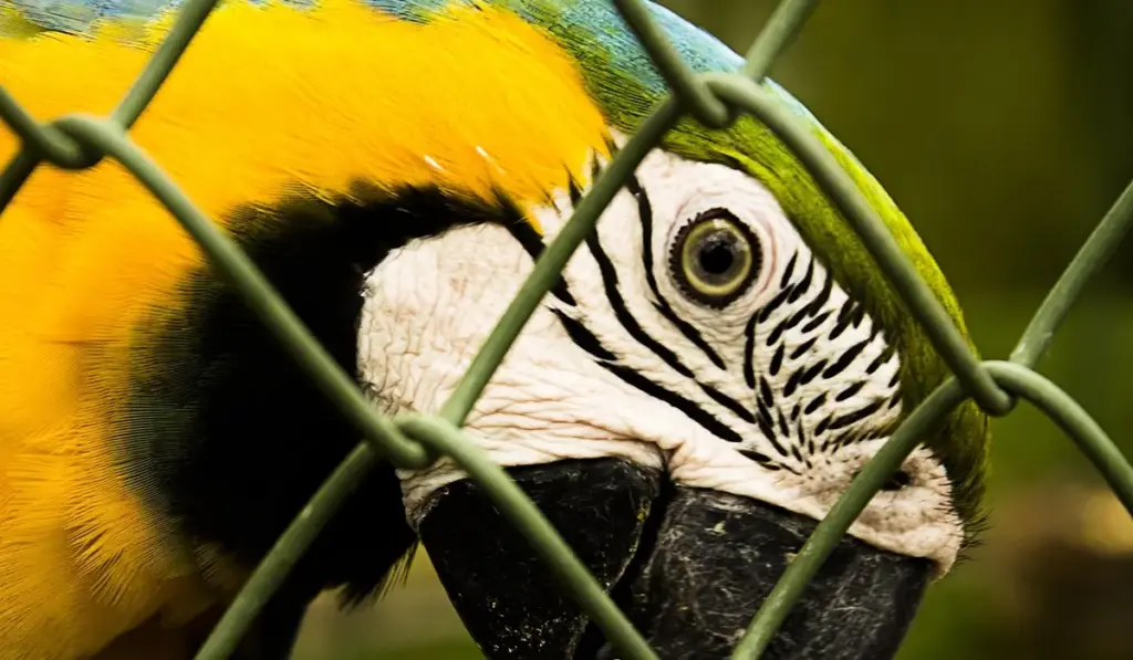 How to Parrot-Proof Your Home: Room-by-Room Safety Guide