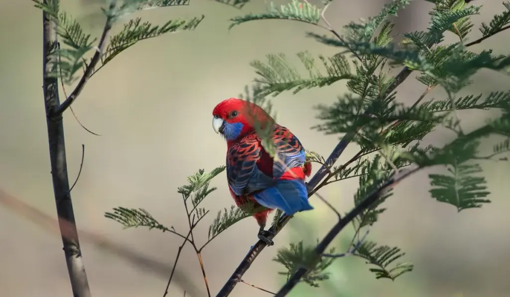 Lethargy in Parrots: Troubleshooting Guide to Find the Cause