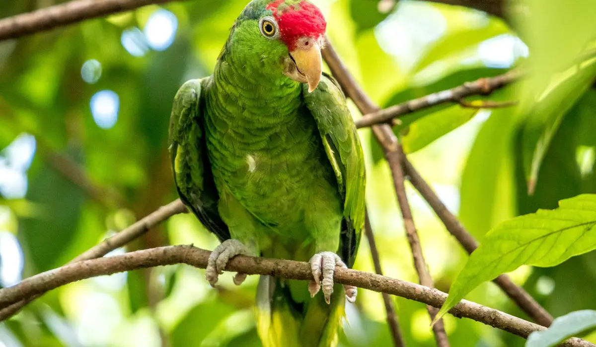 Green parrot with red crown perched on a branch in a lush, leafy environment.