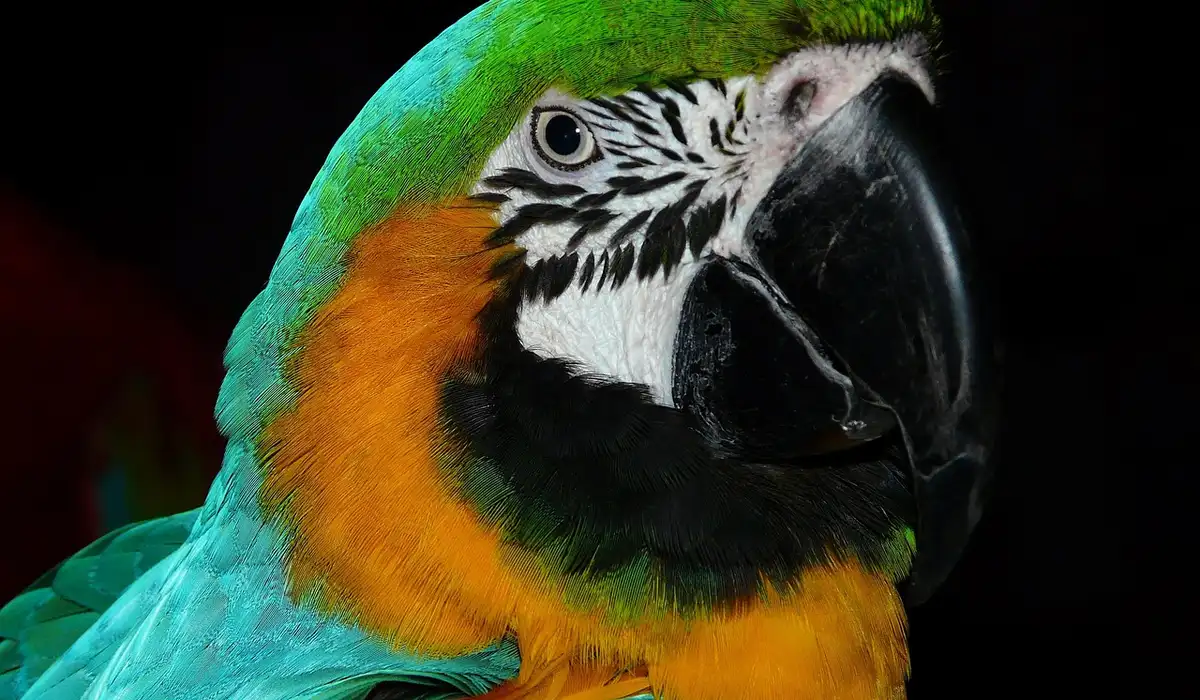 Close-up of a colorful macaw parrot with a green head, orange chest, and blue wings