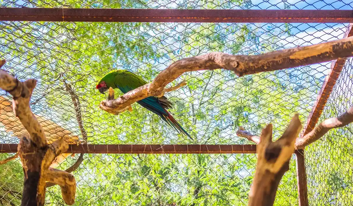 Metal vs. Wooden Cages: Which Is Healthier for Your Parrot? - Parrot ...