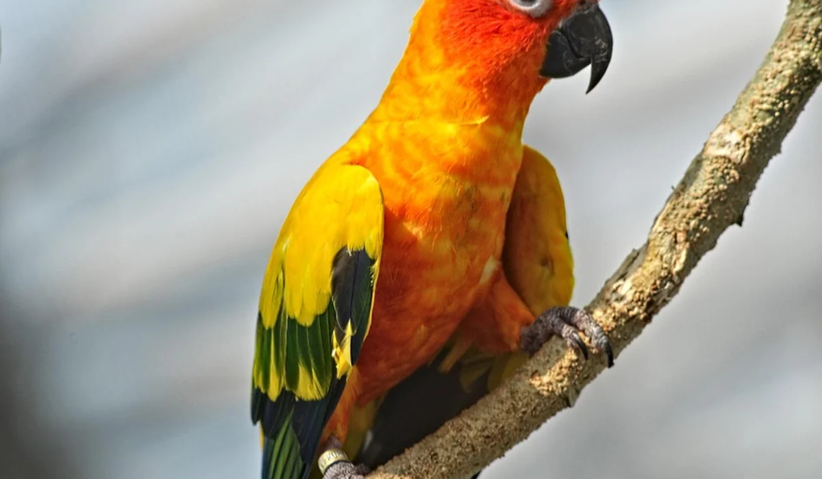 A vibrant sun conure perched on a branch, showcasing bright orange and yellow plumage with green wings.