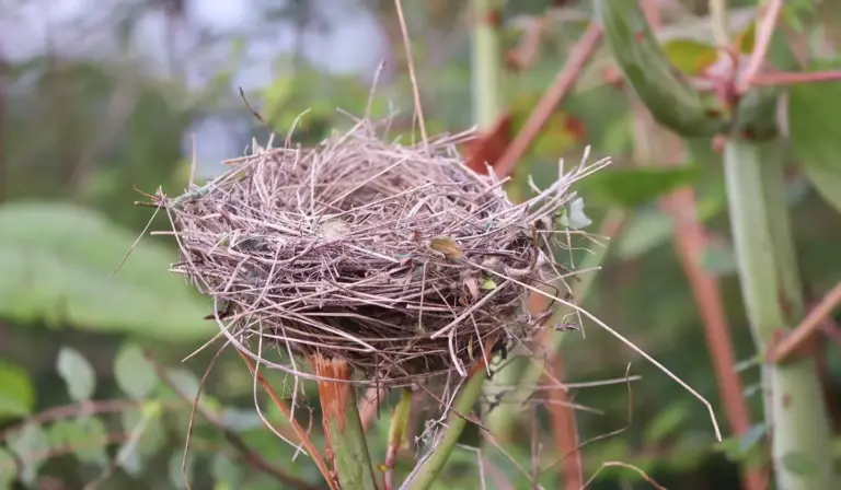 A nest woven from twigs perched on a plant stem, likely built by parrots
