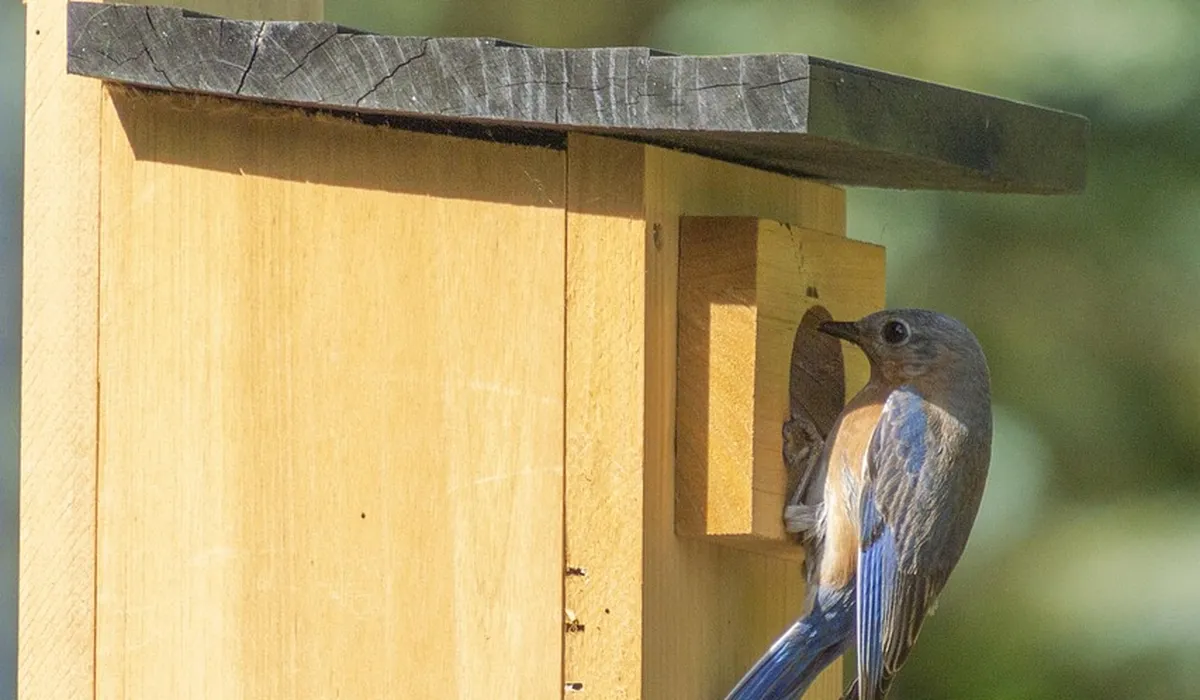 A small blue-gray bird perched at the entrance of a wooden nesting box.