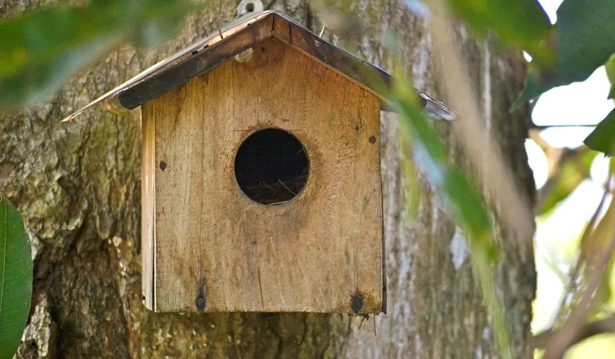 A wooden nesting box attached to a tree trunk, with green leaves around it.