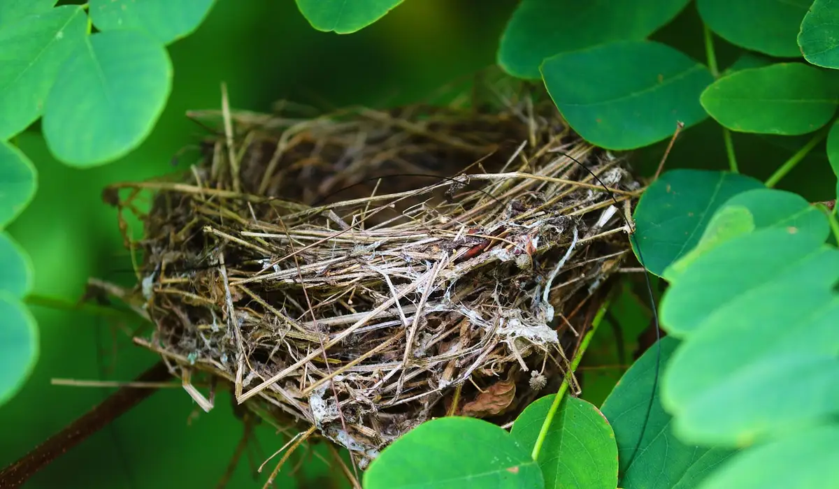 Cup-shaped nest woven from twigs and grasses, nestled among dense green leaves.