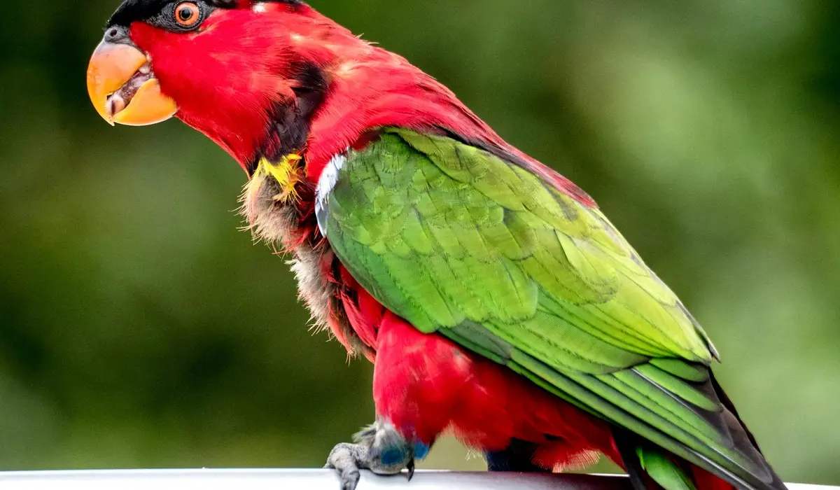 Red and green parrot perched on a white railing with a blurred green background.