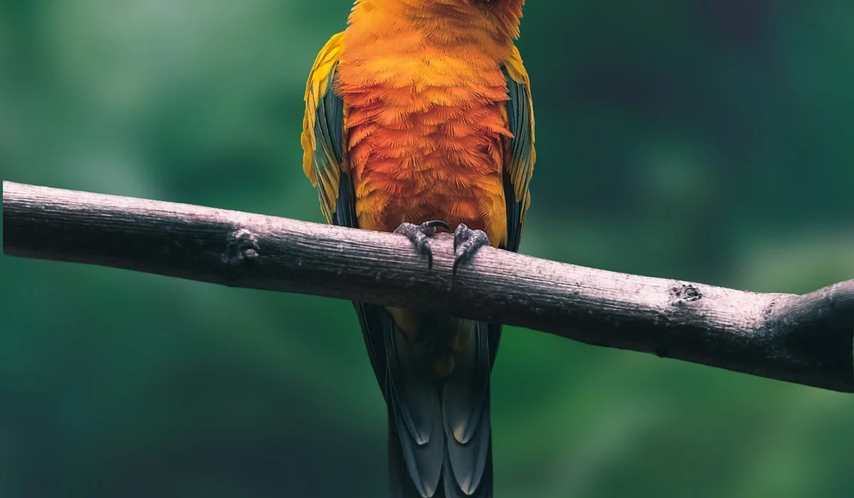 Colorful parrot with orange and green plumage perched on a branch, viewed from behind against a blurred green background.