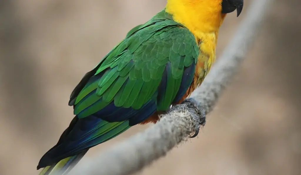 Types of Parrot Perches and Their Uses: Your Simple Guide