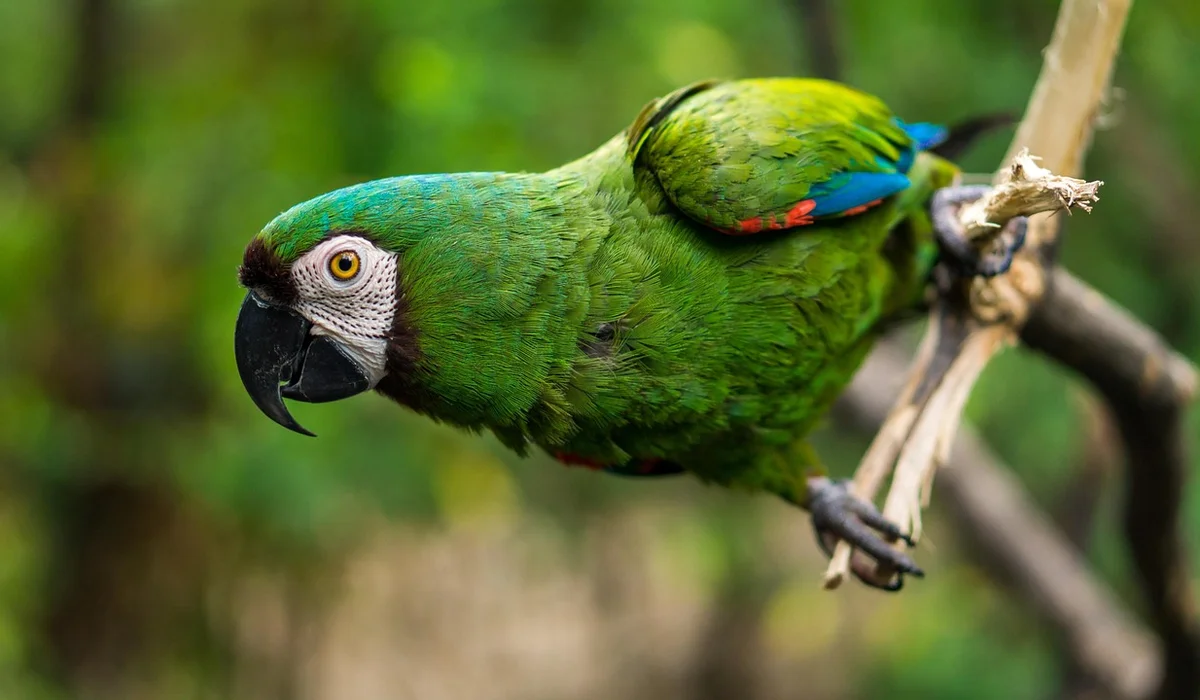 Close-up of a vibrant green parrot perched on a branch, with blue and yellow accents on its wings.