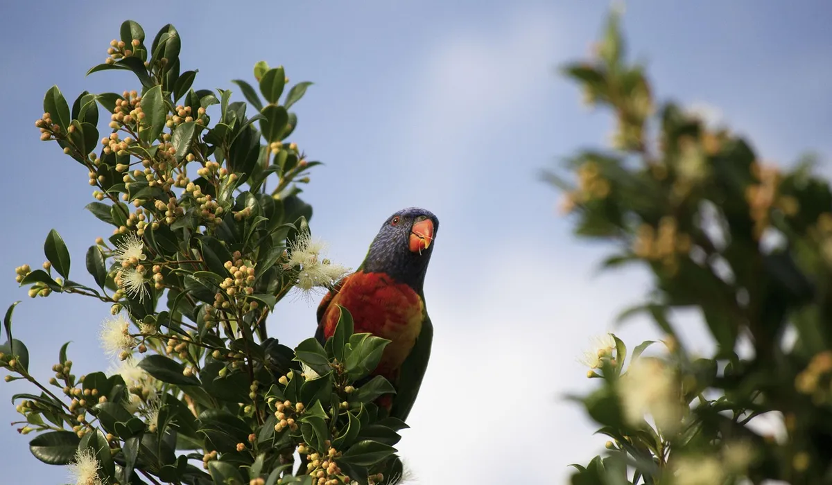 Colorful parrot perched on a leafy branch, highlighting natural perching surfaces.