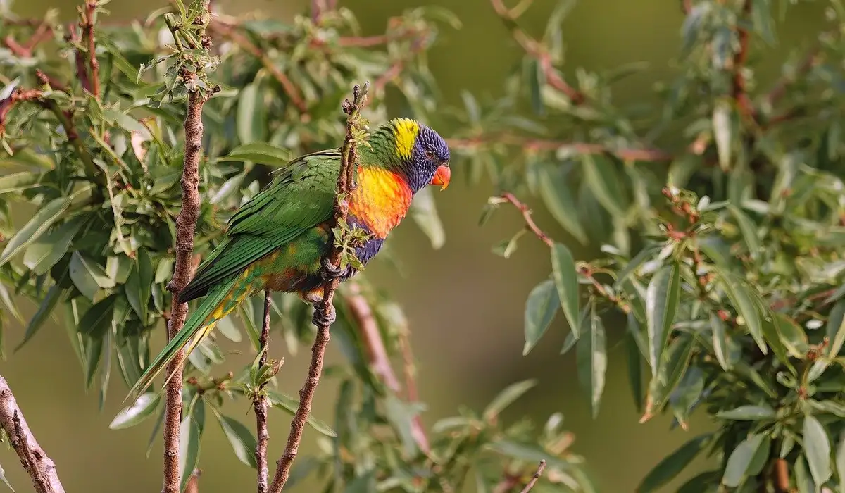 Vibrant parrot perched on a branch among green foliage, featuring a blue head, orange chest, and green body.