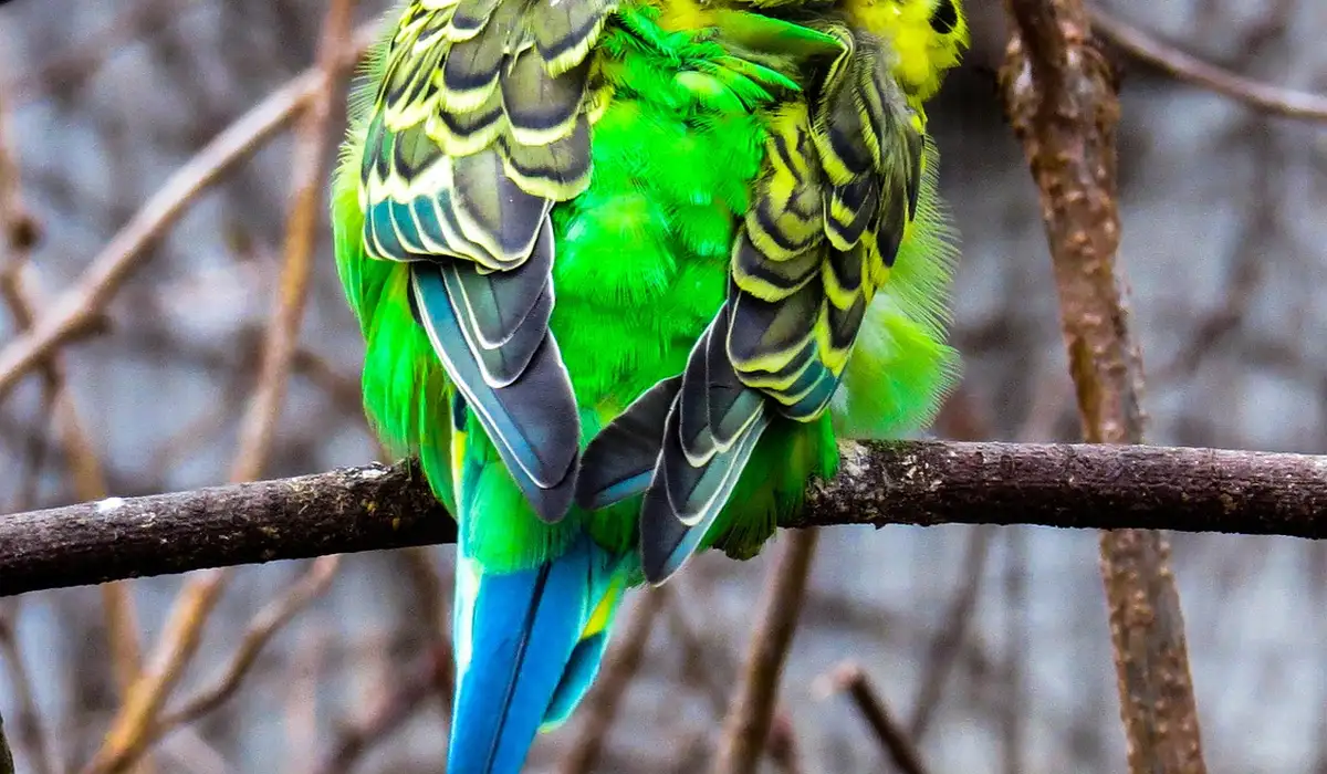 A bright green and blue parrot perched on a bare branch, displaying its vibrant wings and tail feathers.