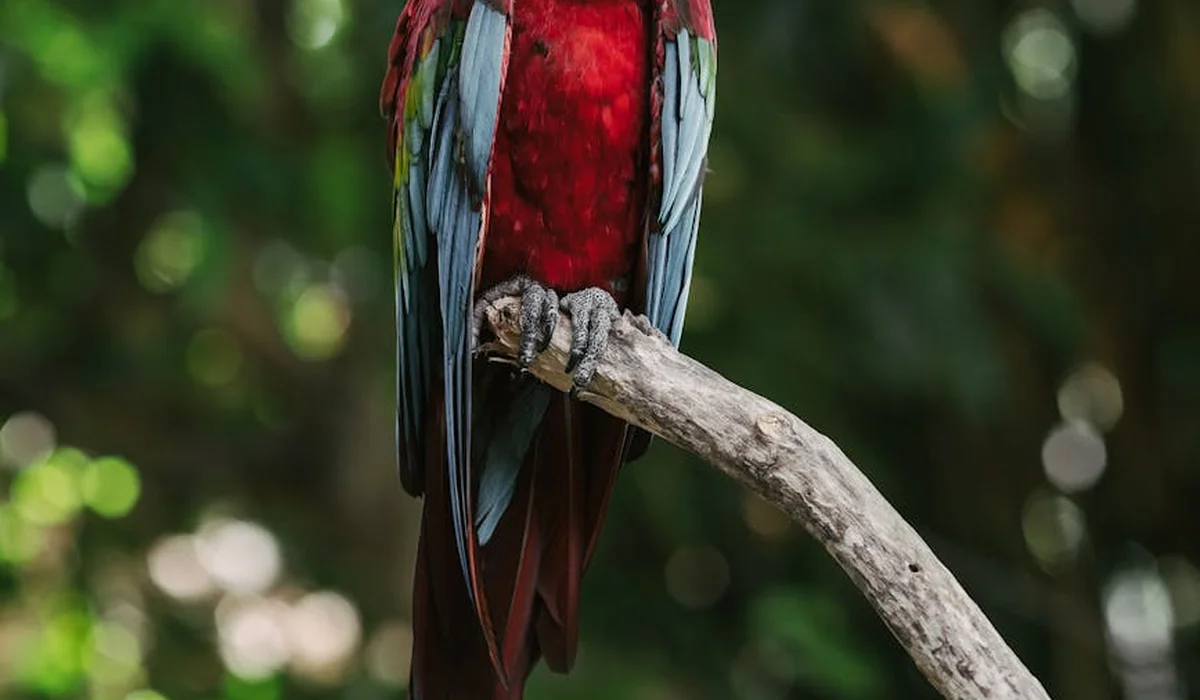 A scarlet macaw perched on a weathered branch with a blurred green forest background.