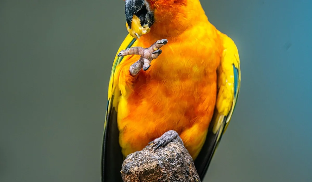 Colorful parrot perched on a wooden branch