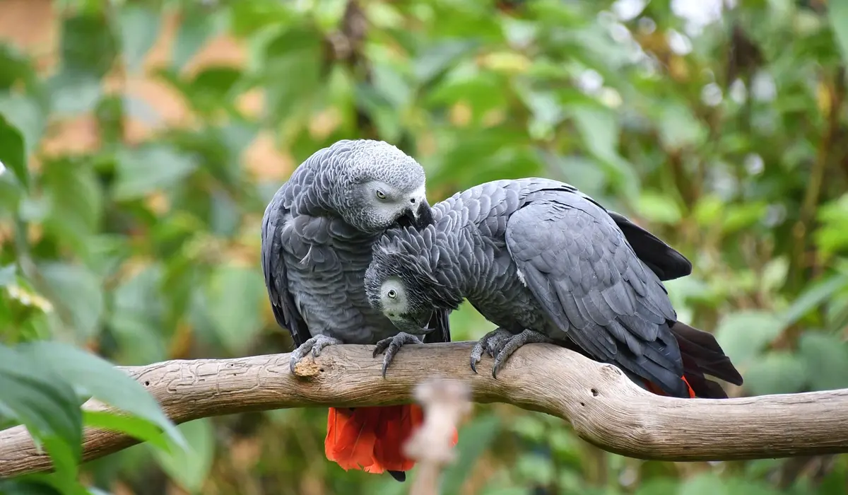 Two gray parrots with red tail feathers perched on a branch, nuzzling each other, with green foliage in the background.