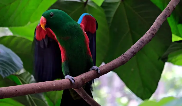 A colorful parrot with green body, red wings, and blue tail perched on a branch among large green leaves.