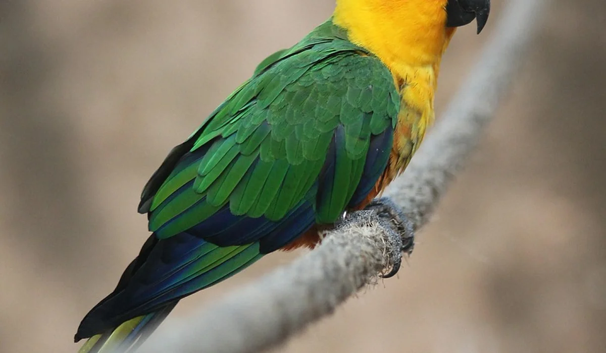 Colorful parrot perched on a branch with green wings and yellow chest, in focus against a blurred background
