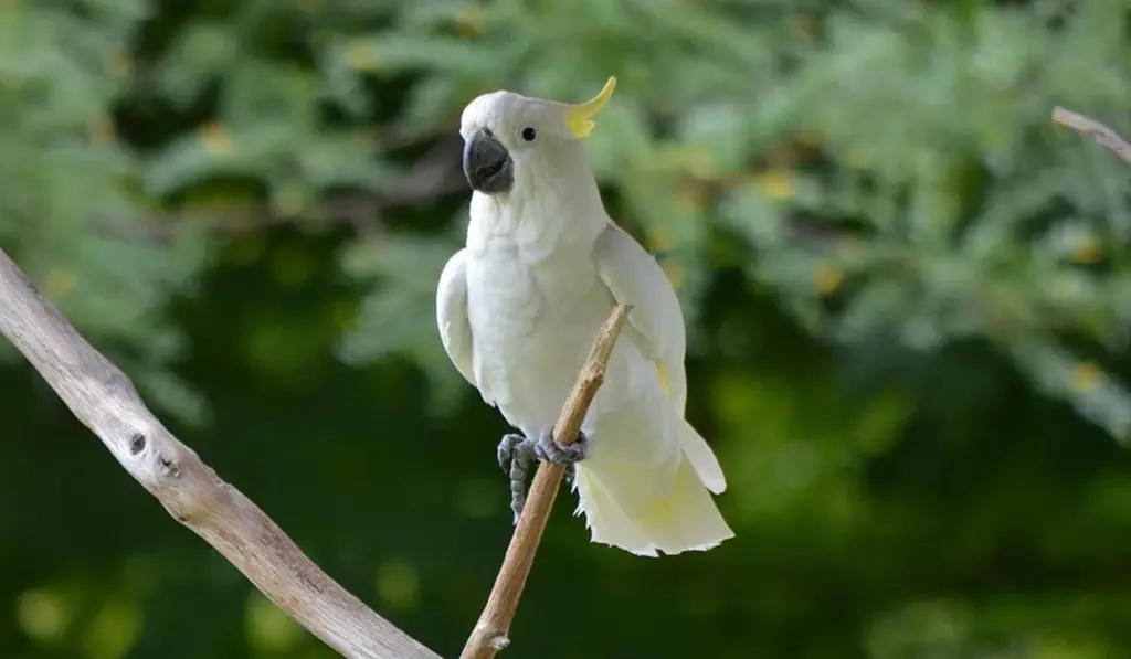 Choosing Healthy Perches for Your Parrot’s Nails and Beak