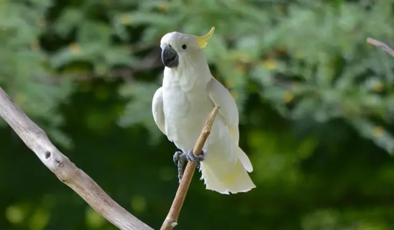 White cockatoo perched on a branch outdoors, highlighting its beak and claws