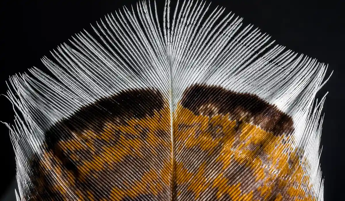 Close-up of a parrot's pin feathers with fine white barbs radiating from the developing feather.