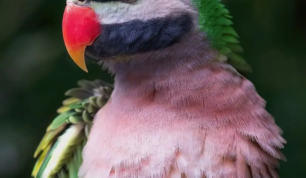 Positive Reinforcement Training for Parrots: A Simple, Effective Approach