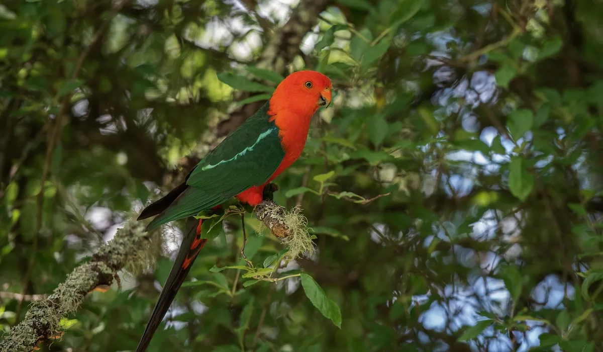A red-headed parrot with green wings perched on a branch among dense green leaves.