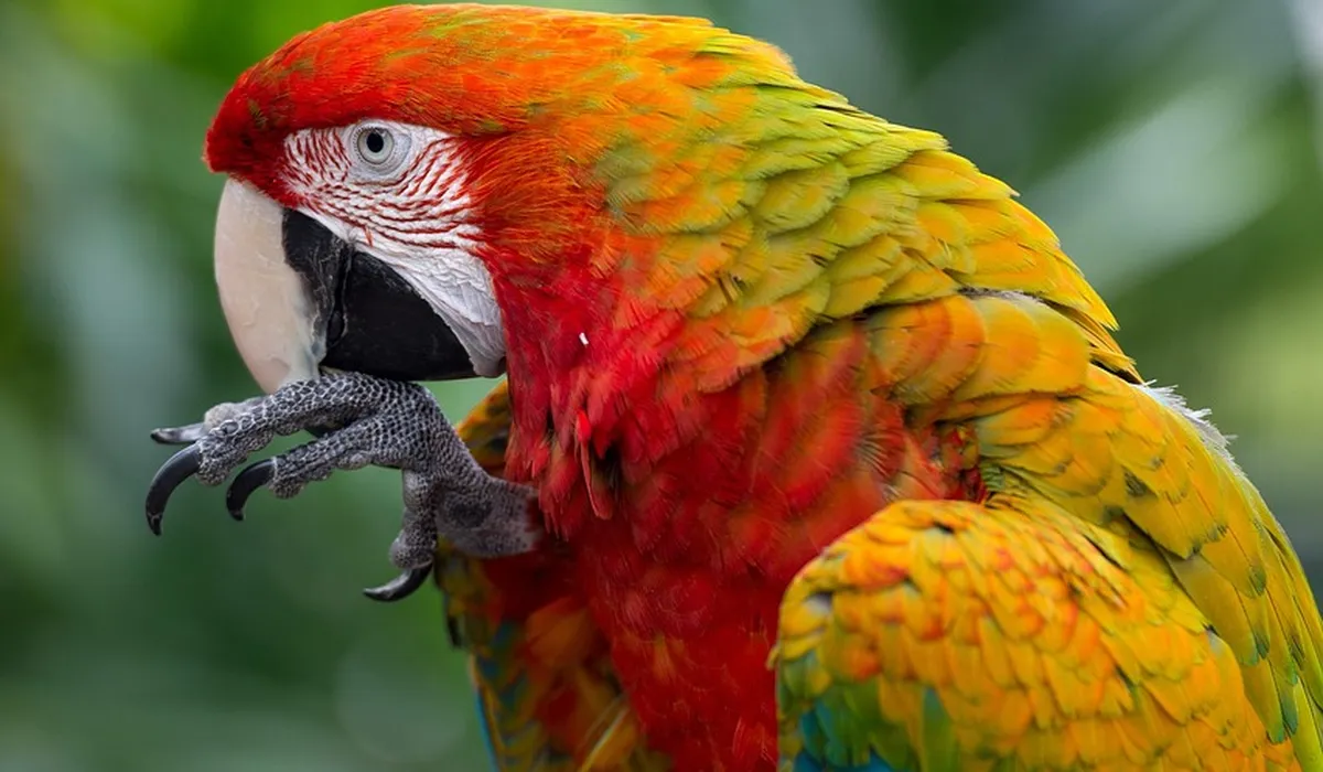Close-up of a colorful macaw preening its feathers with one claw raised near its beak