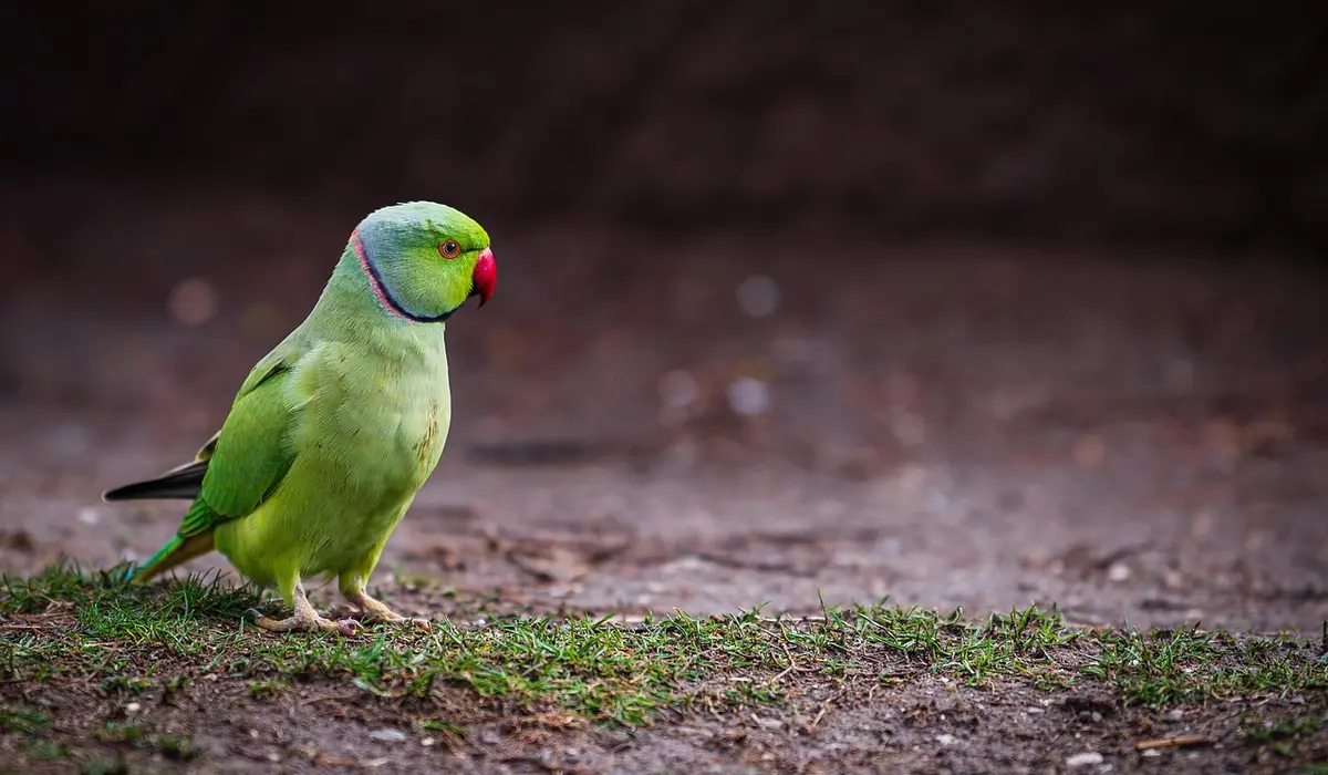 Green parrot with purple neck ring and red beak standing on a dirt and grass surface