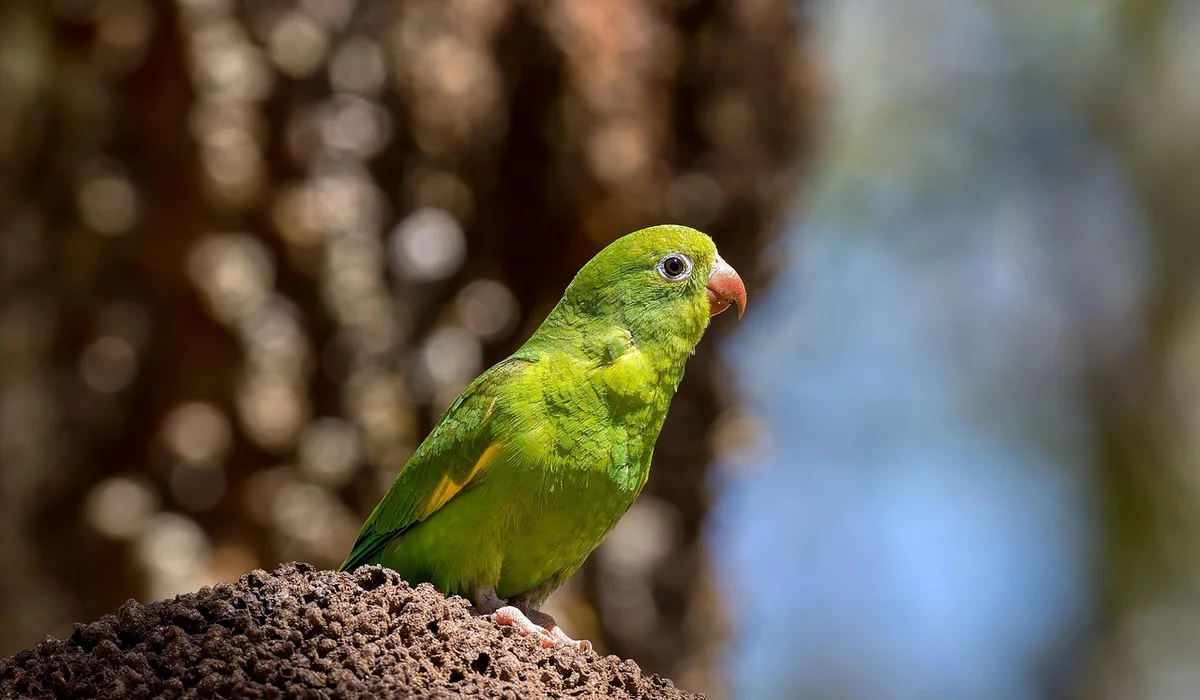 Bright green parrot perched on a rough brown rock with a blurred natural background.