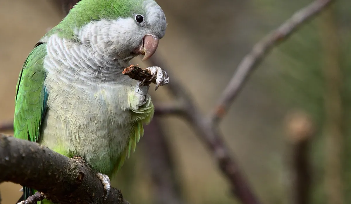 Green parrot perched on a branch, holding a morsel in its beak