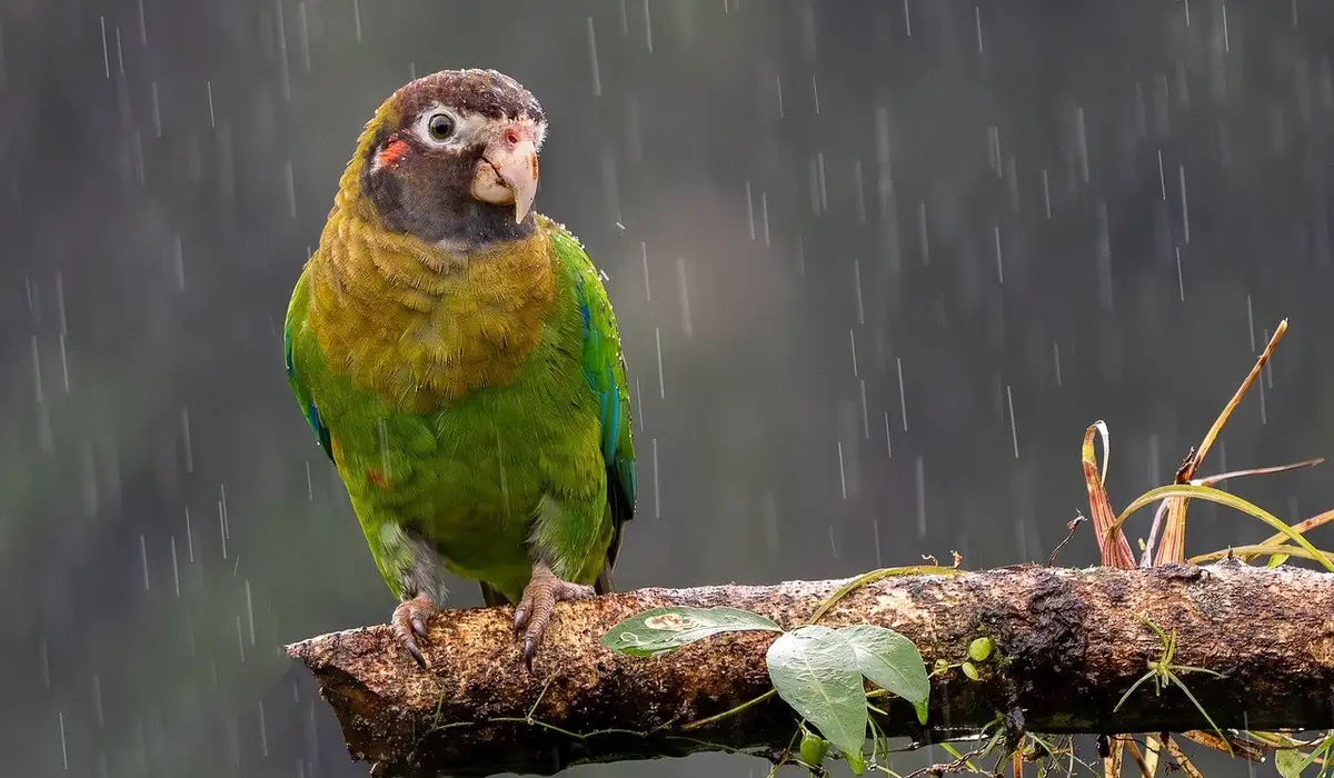 Green and yellow parrot perched on a rain-soaked branch with raindrops falling.