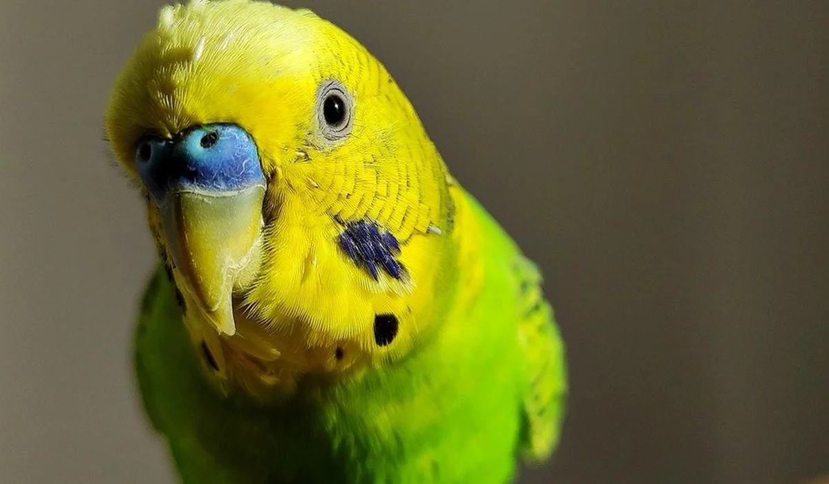 Close-up of a bright yellow and green budgerigar with a blue beak looking at the camera.