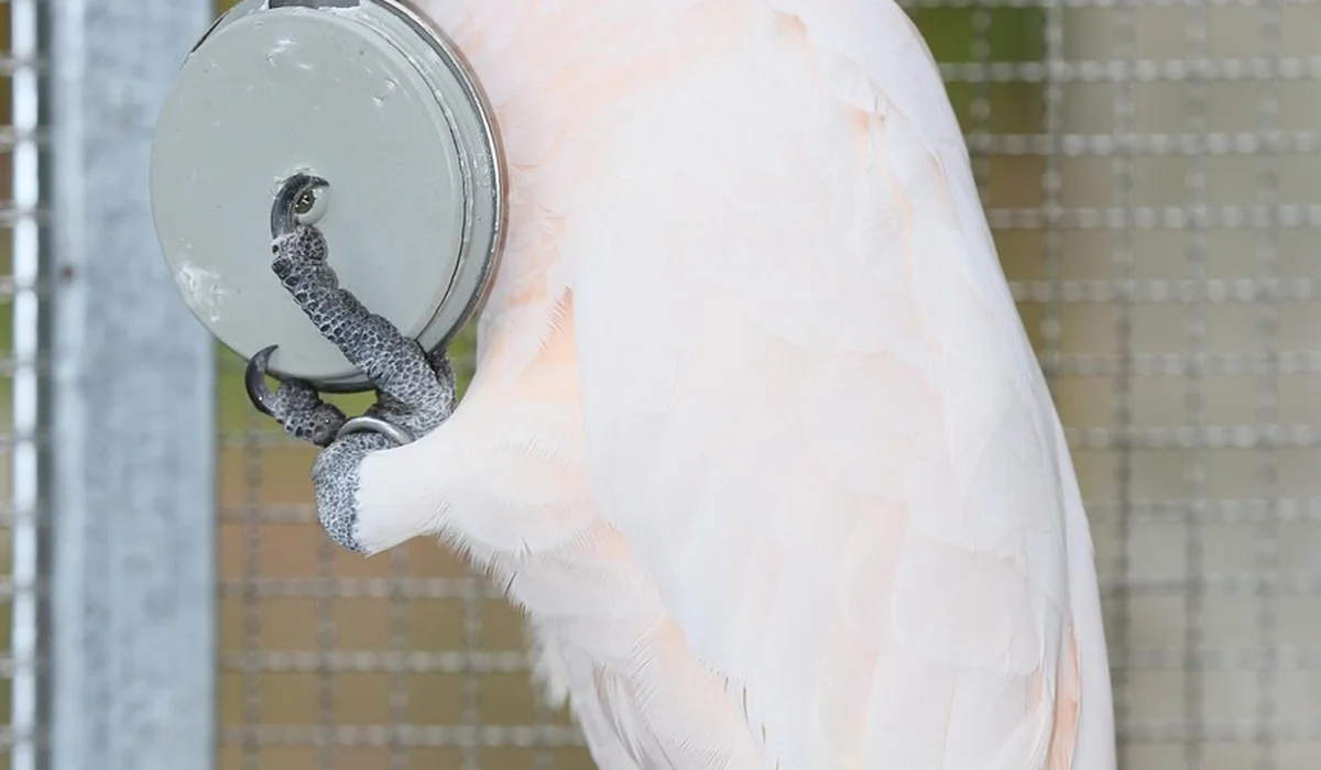 White parrot in a cage, holding a round metal object with its claw and examining it with its beak.