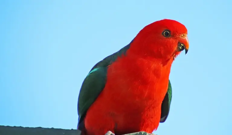 Bright red parrot with green wings against a clear blue sky