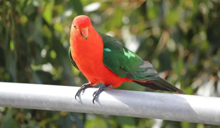 Bright red-headed parrot with green wings perched on a metal railing outdoors.