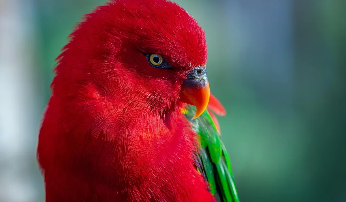 Close-up of a bright red parrot with green wings and a yellow beak, set against a blurred blue-green background.