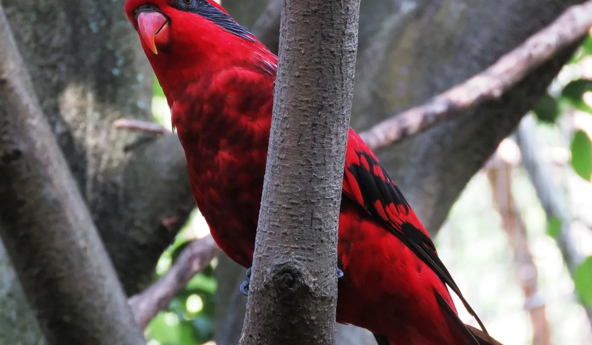 Bright red parrot perched on a tree trunk among green leaves