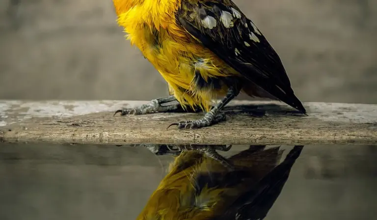 Yellow and black parrot perched on a weathered wooden railing, with its reflection visible on the calm water below.