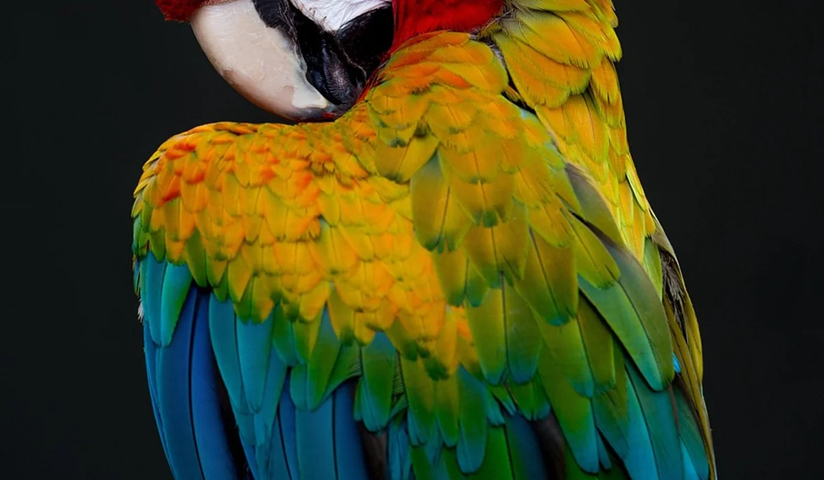 Close-up of a colorful parrot with green, yellow, and blue feathers against a dark background.