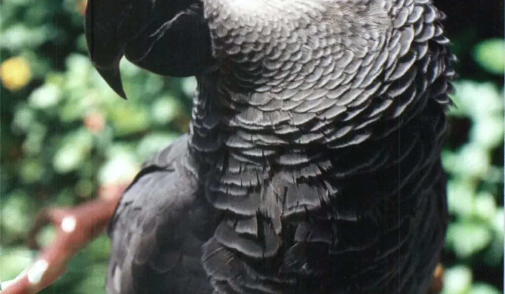 Can Parrots Regrow Feathers and Beaks? Avian Regeneration Explained