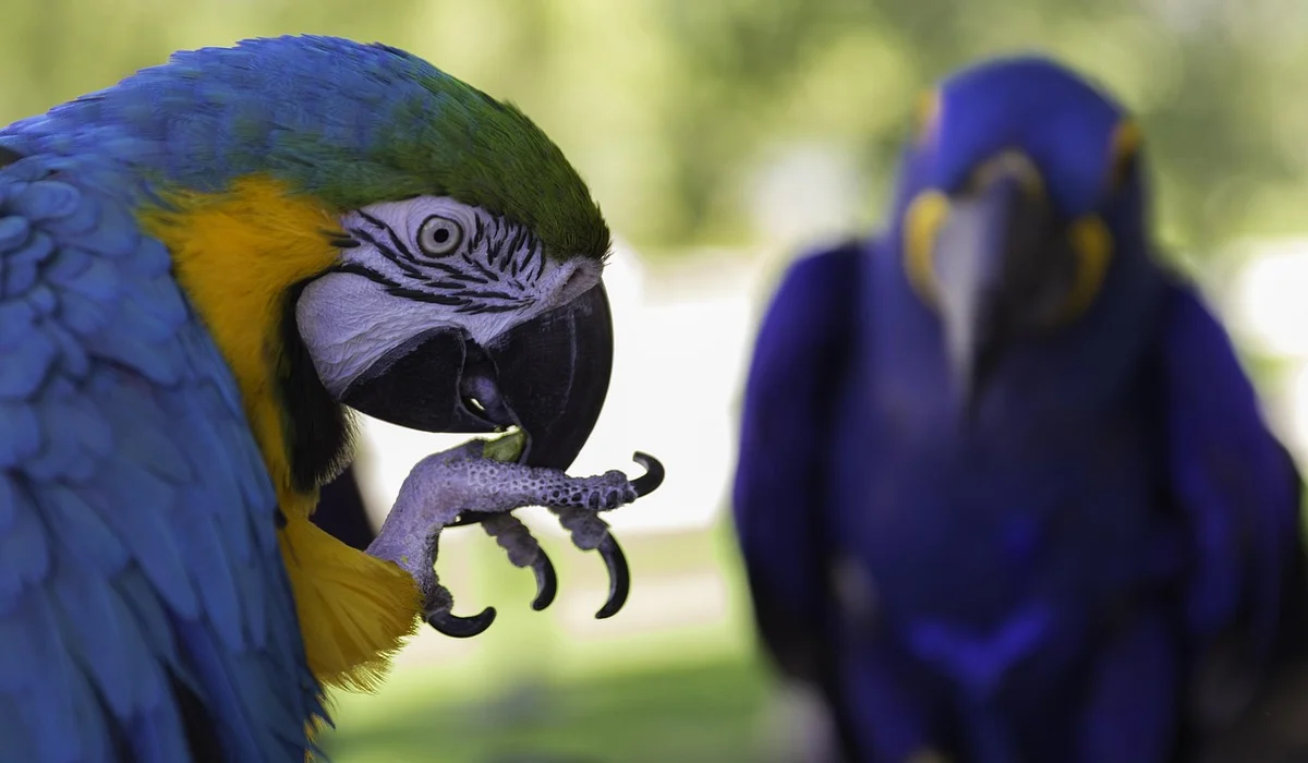 Blue-and-yellow macaw in an outdoor setting, with a foreground parrot inspecting a piece of food or object in its beak while another macaw watches in the blurred background.