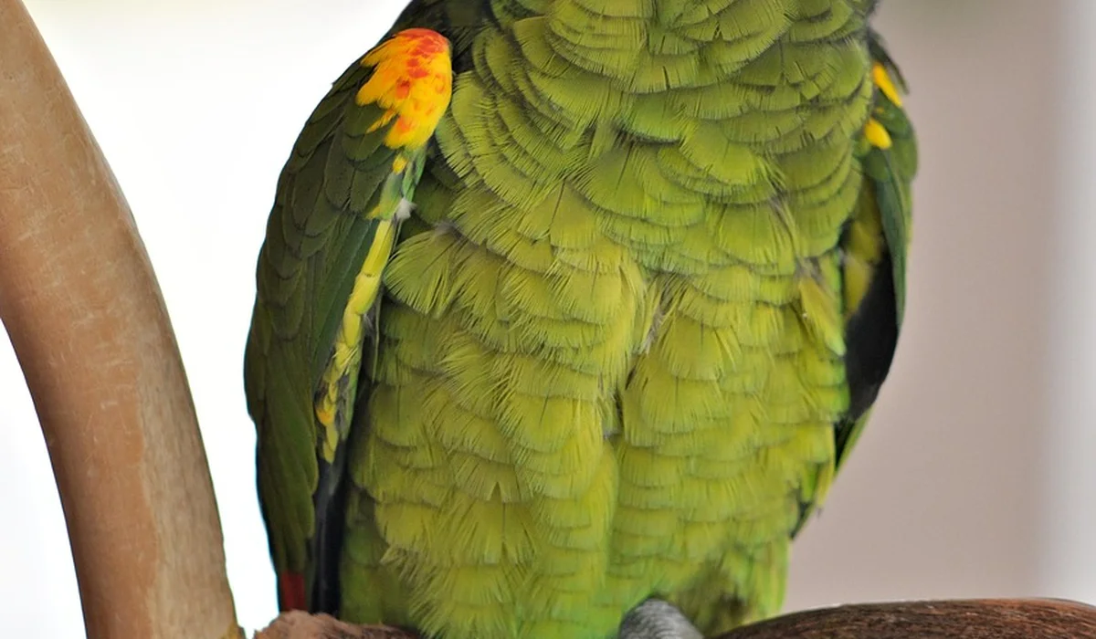 Green parrot perched on a branch, seen from behind with vibrant feathers.
