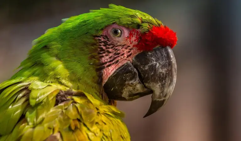 Close-up of a green parrot with a red crown and a large dark beak