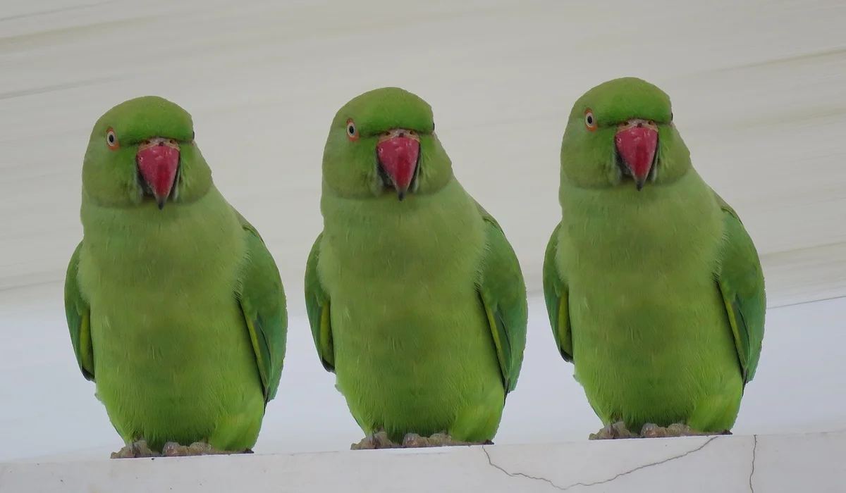 Three green parrots with red beaks perched on a light-colored ledge, facing forward.