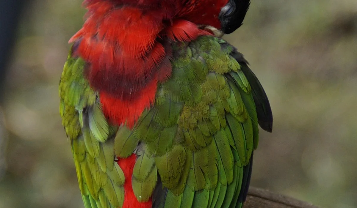 Parrot with bright red head and green plumage perched on a branch