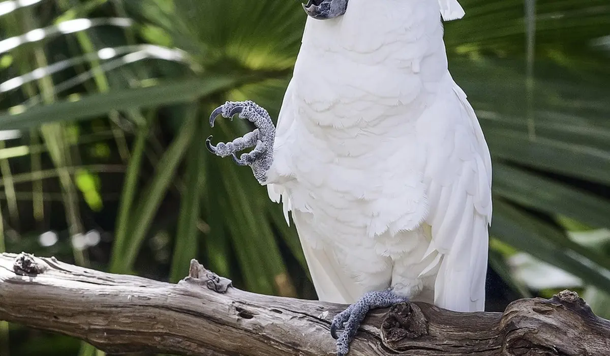 White parrot perched on a branch with one foot raised, set against green foliage